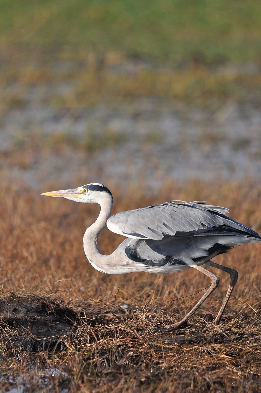 bird  wildlife  nature free photo