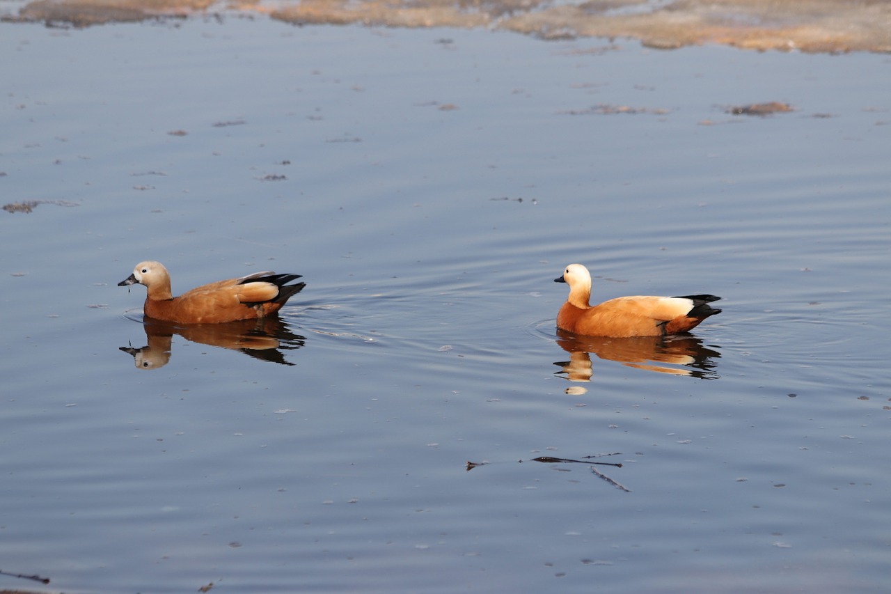 bird  living nature  water free photo