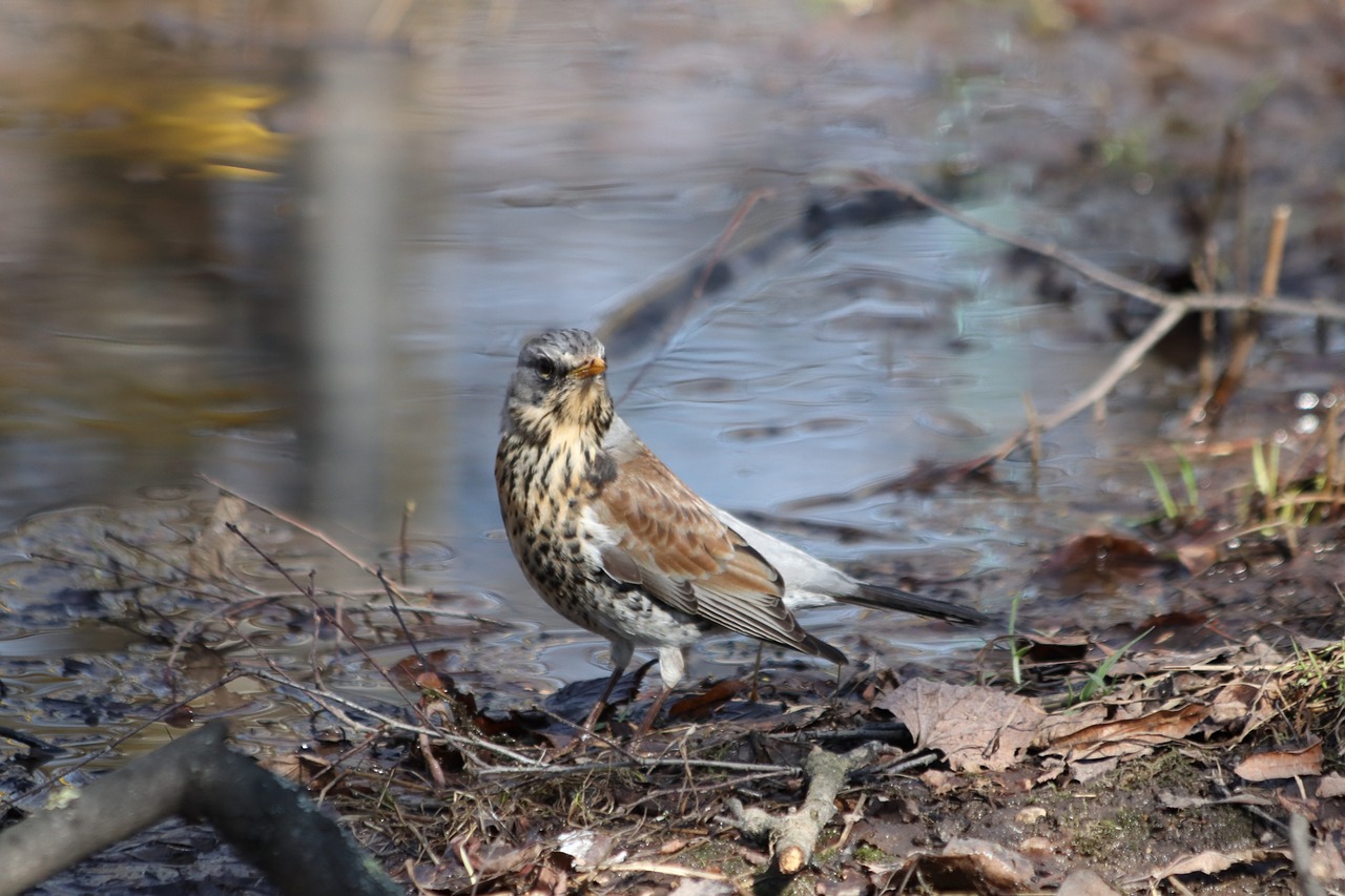 bird  nature  living nature free photo