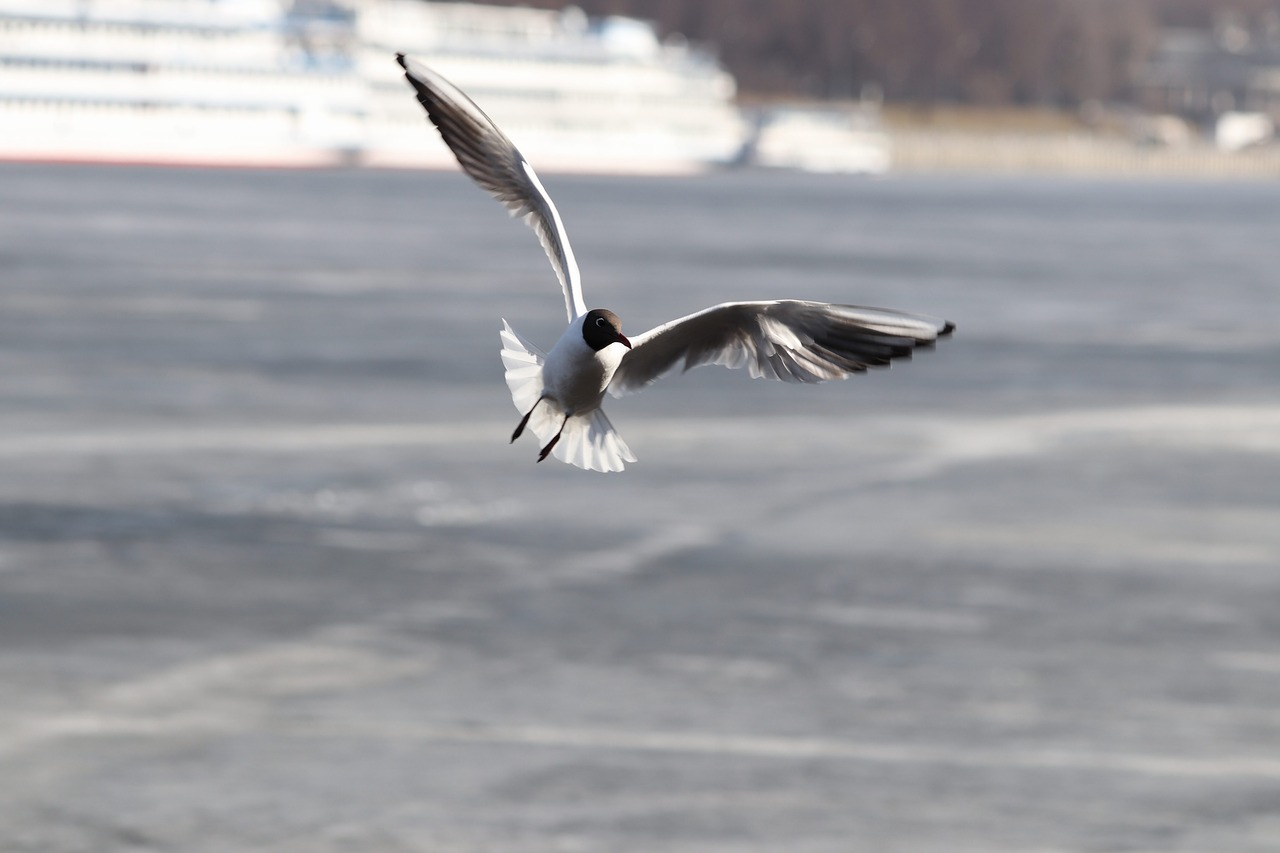 bird  winter  water free photo