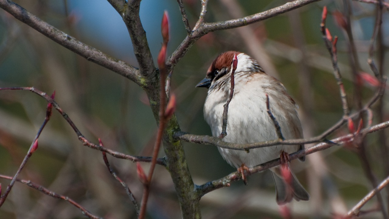 bird  nature  animal world free photo