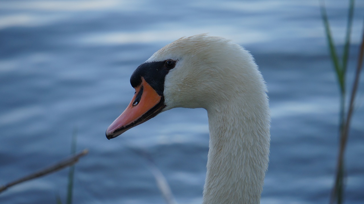 bird  waters  swan free photo