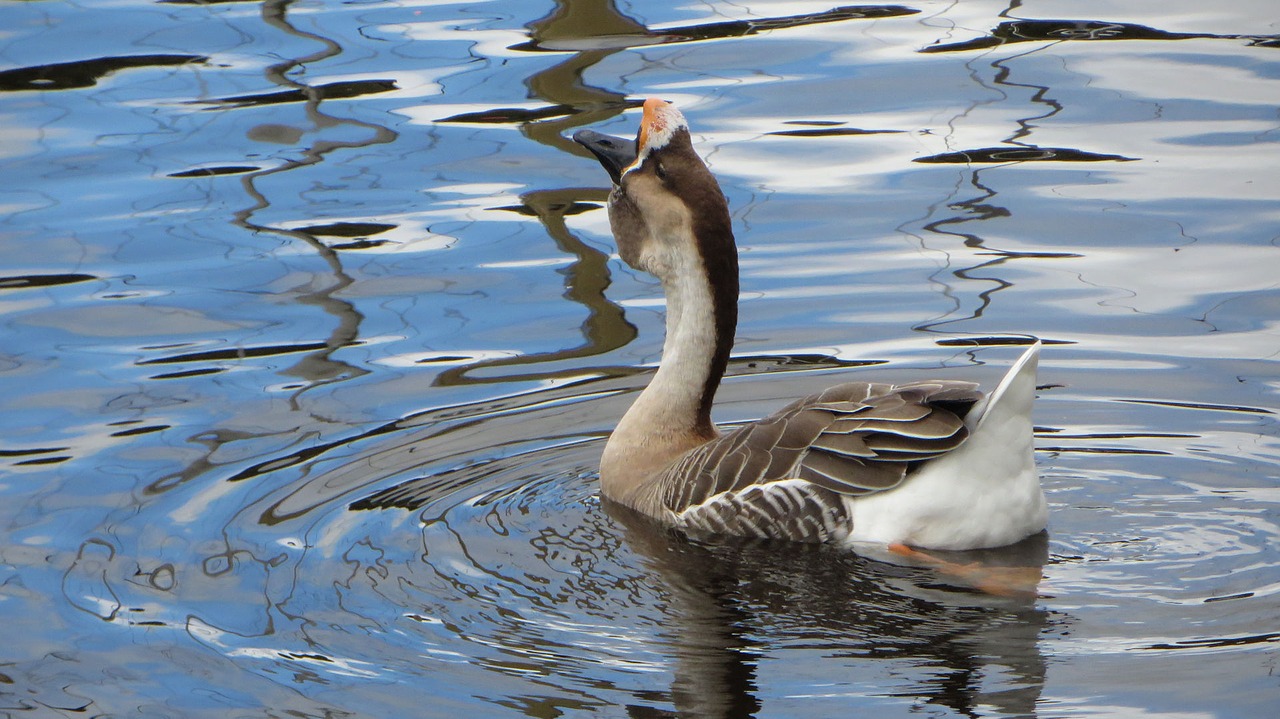 bird  mare  body of water free photo