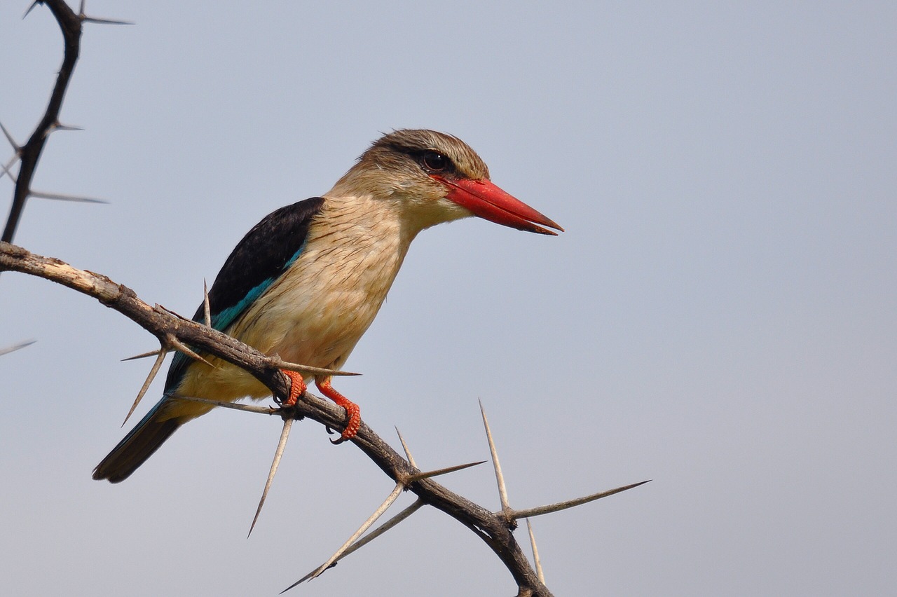 bird  wildlife  nature free photo