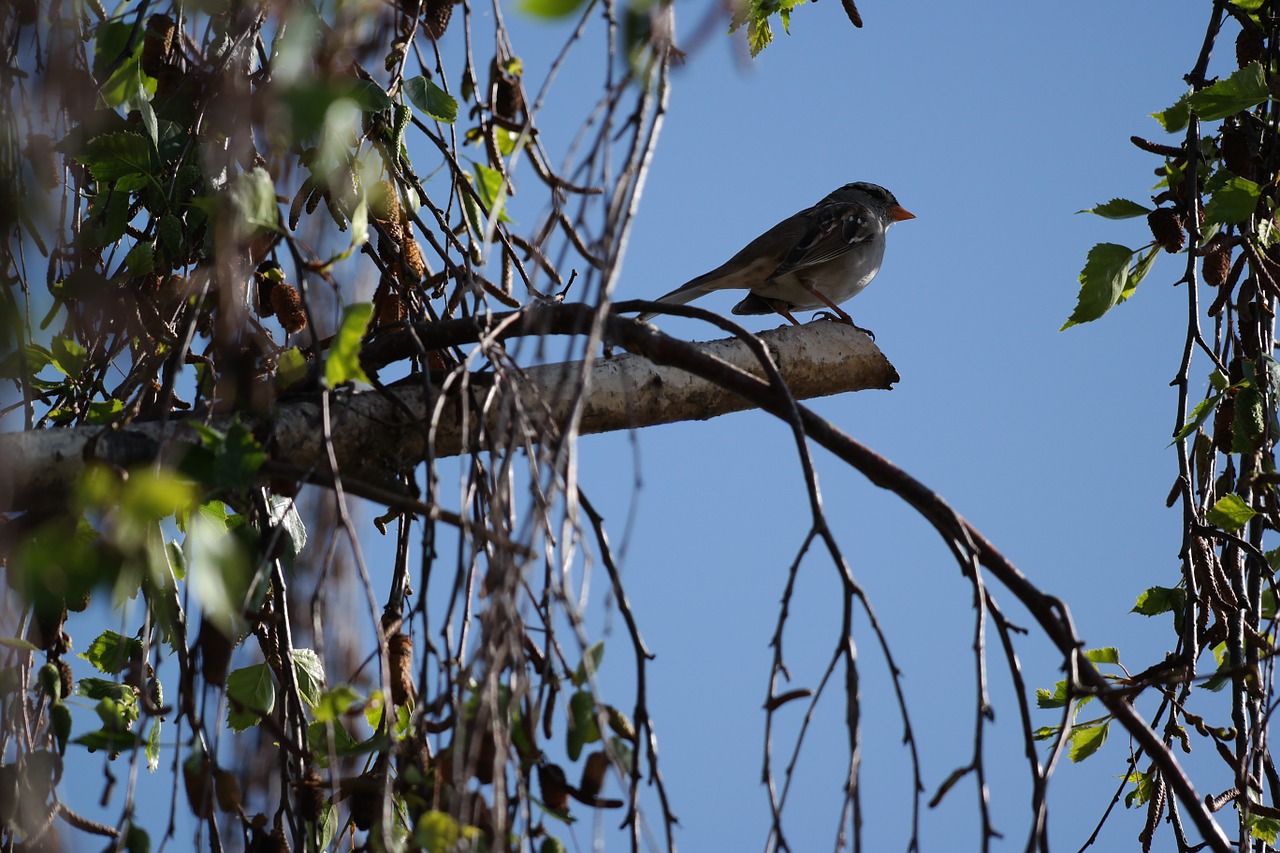 bird sparrow fly free photo