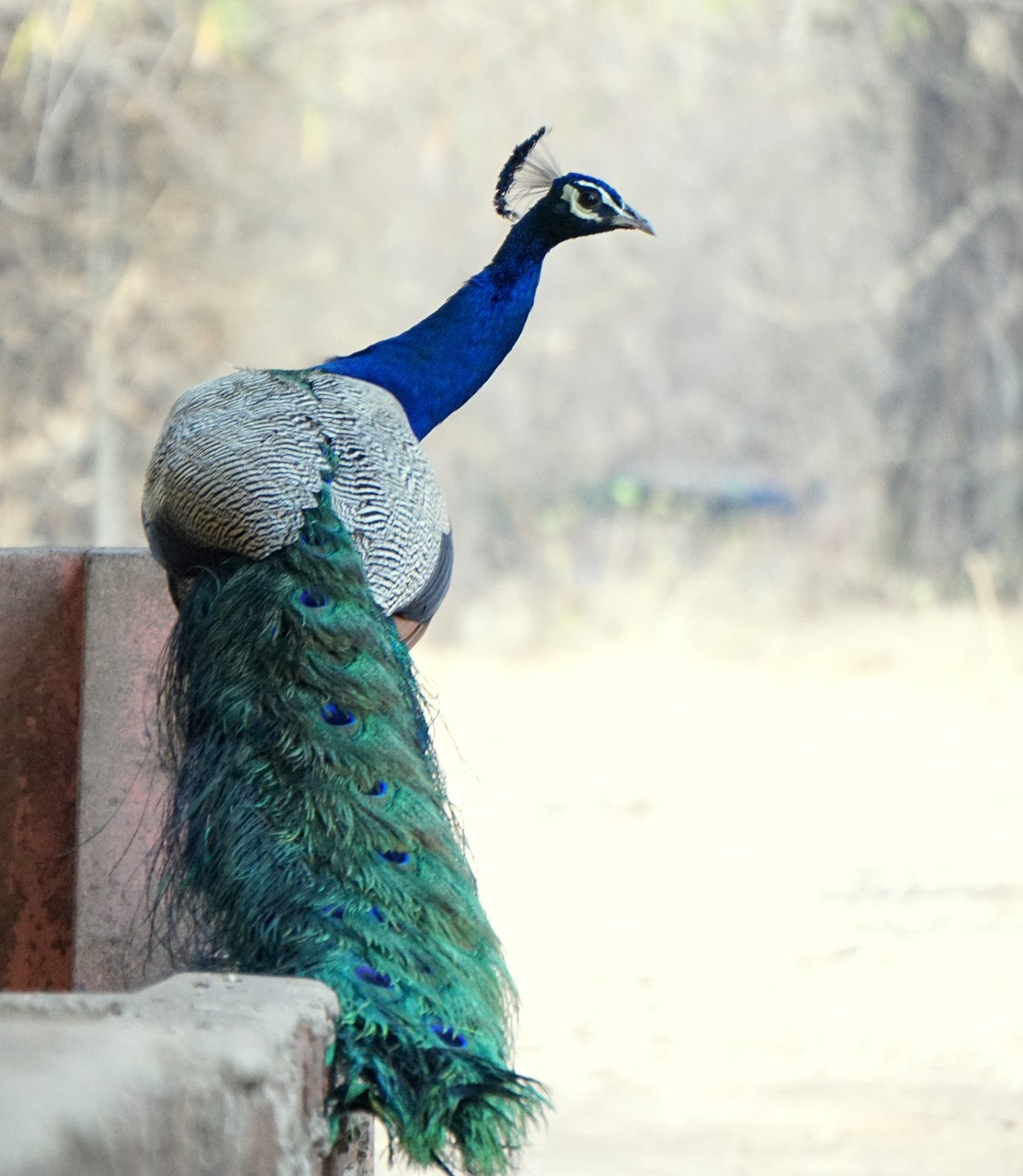 bird  peacock  feather free photo