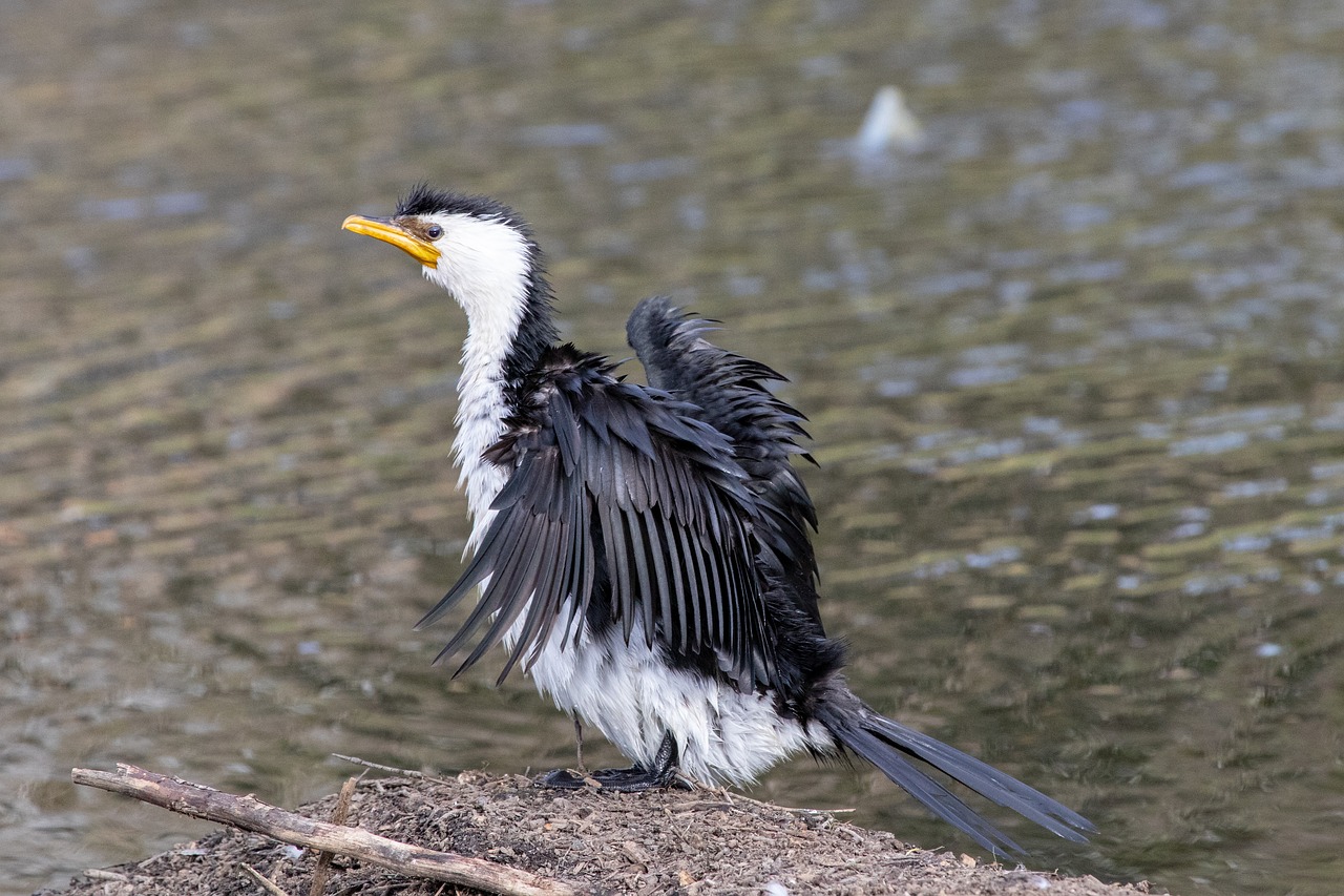 bird  wildlife  water free photo