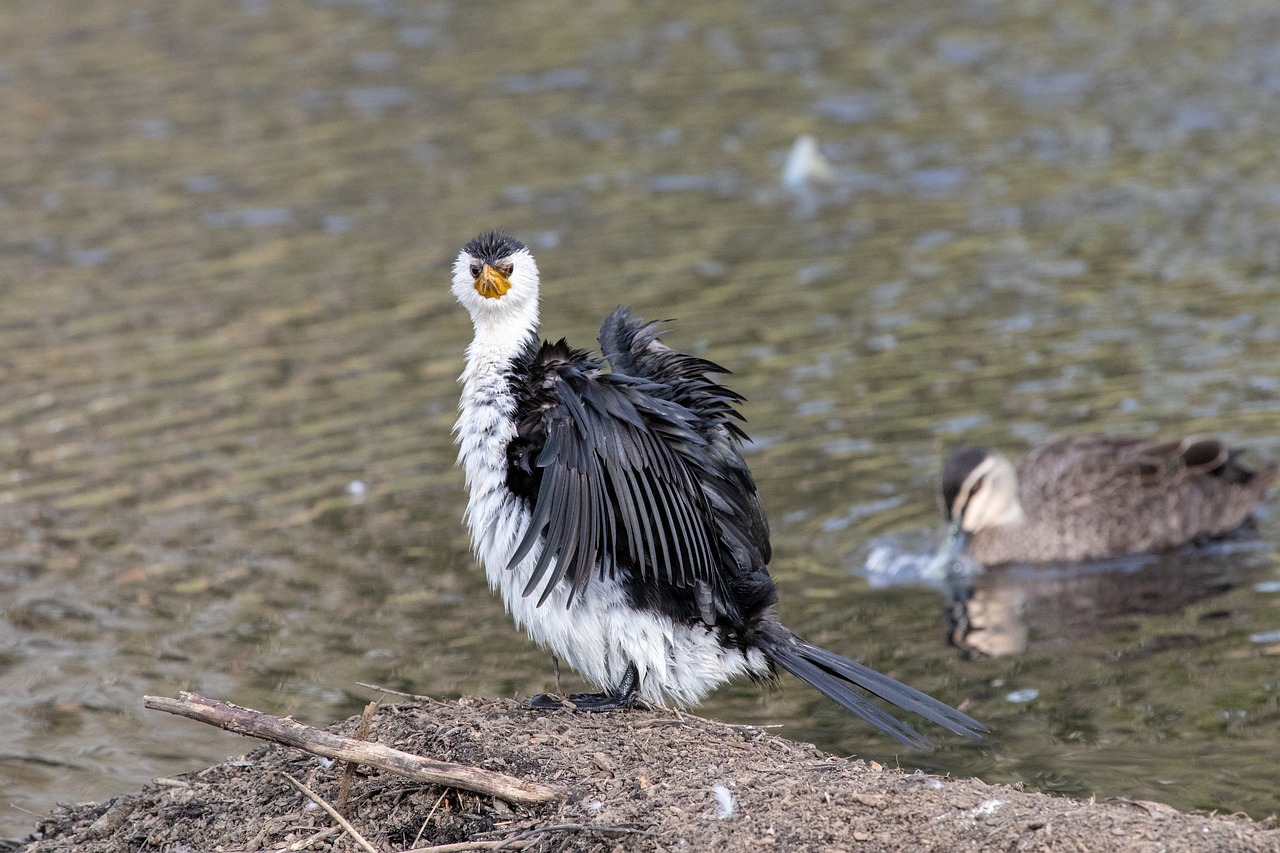 bird  wildlife  nature free photo