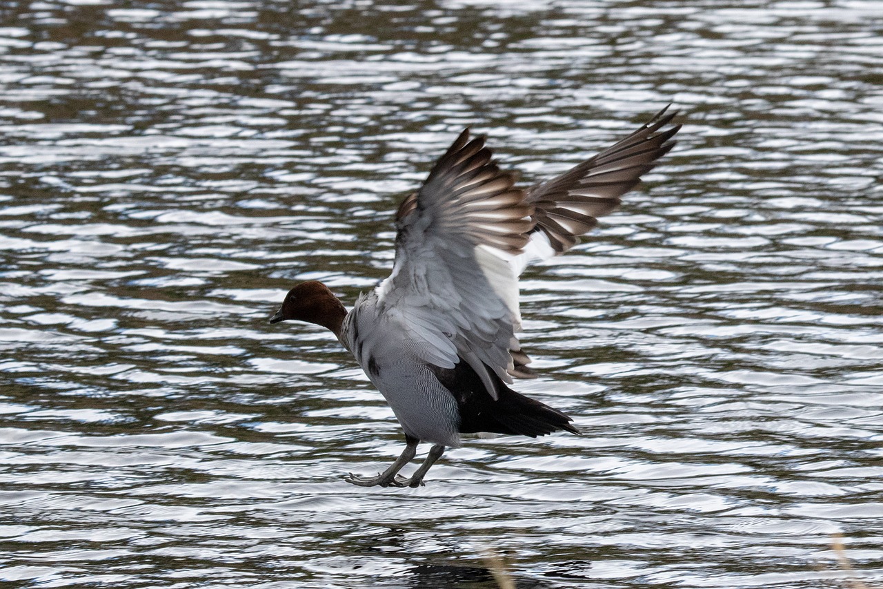 bird  wildlife  water free photo