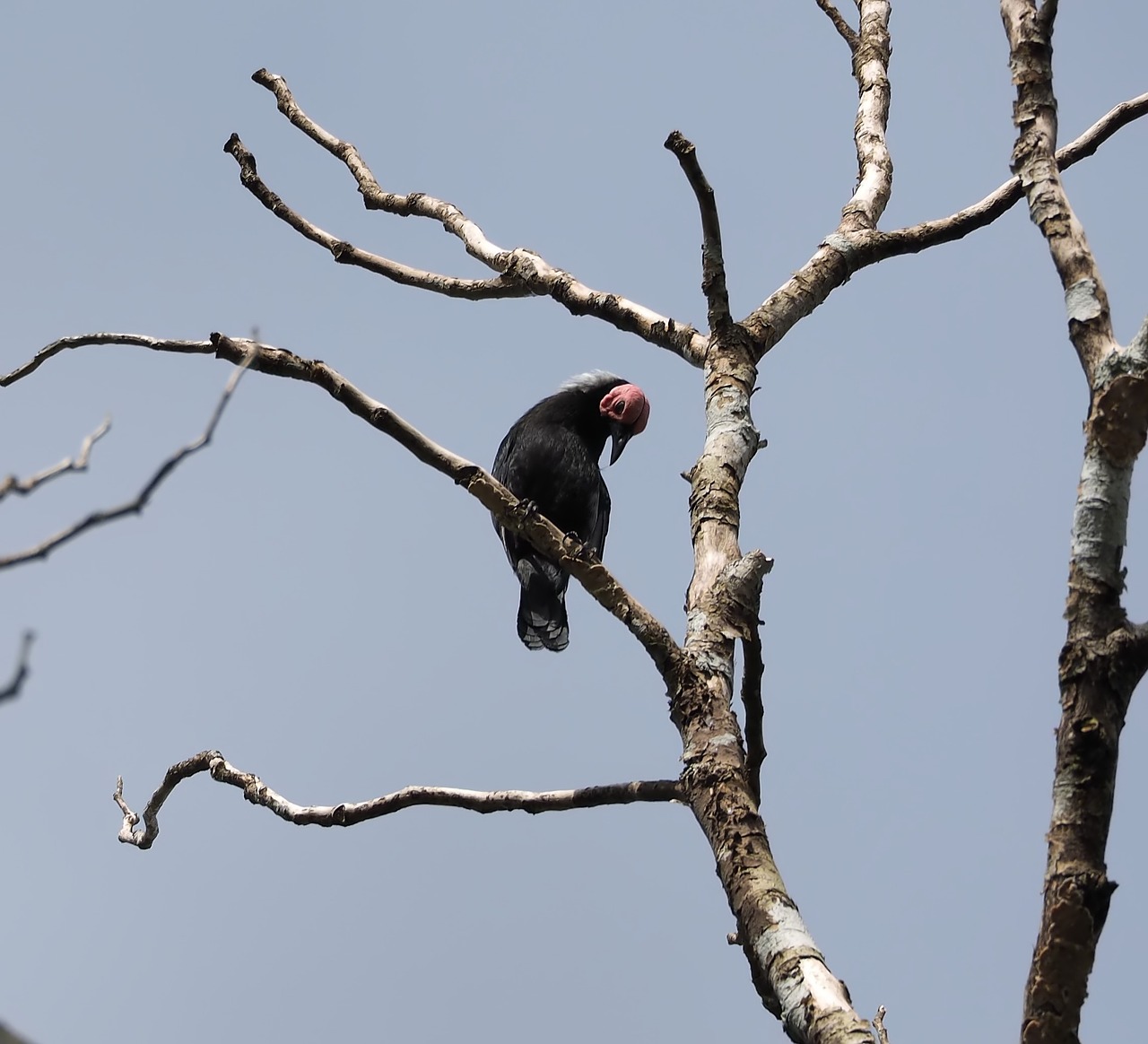 bird  wildlife  tree free photo