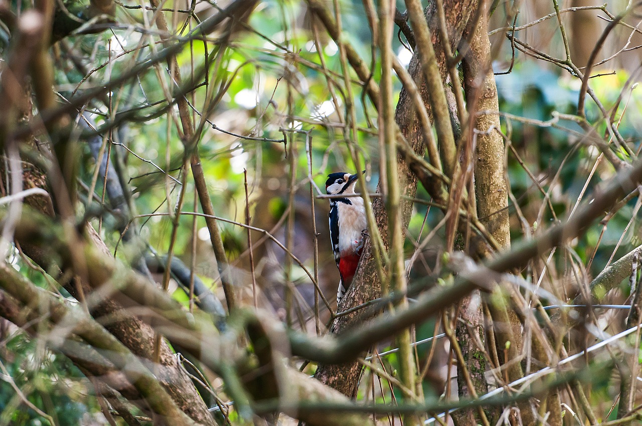 bird  nature  tree free photo