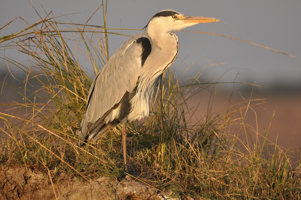 bird  wildlife  outdoors free photo