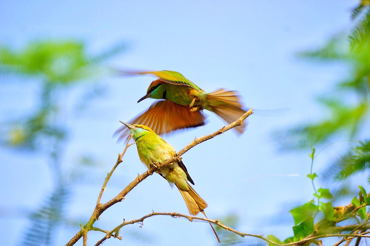 bird  nature  wildlife free photo