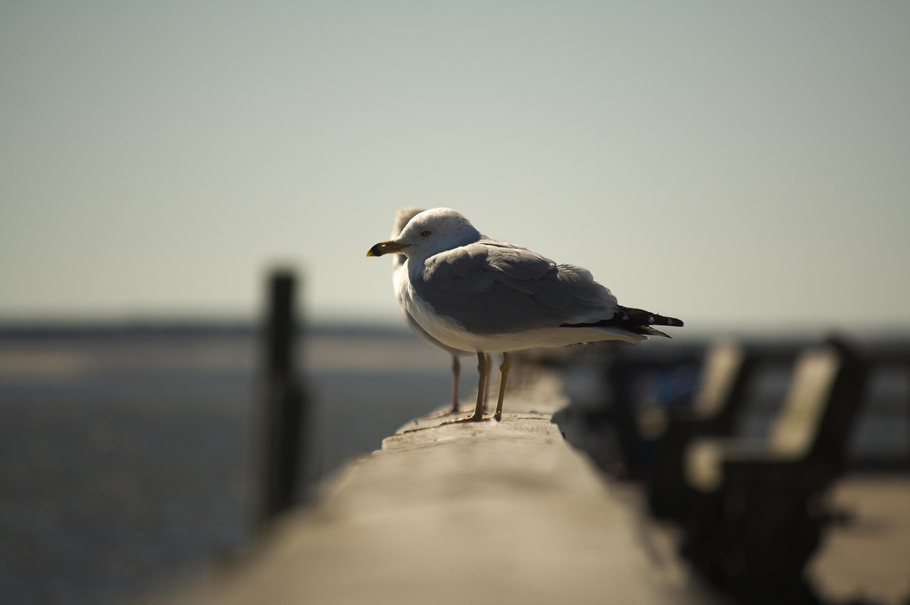 bird  water  nature free photo