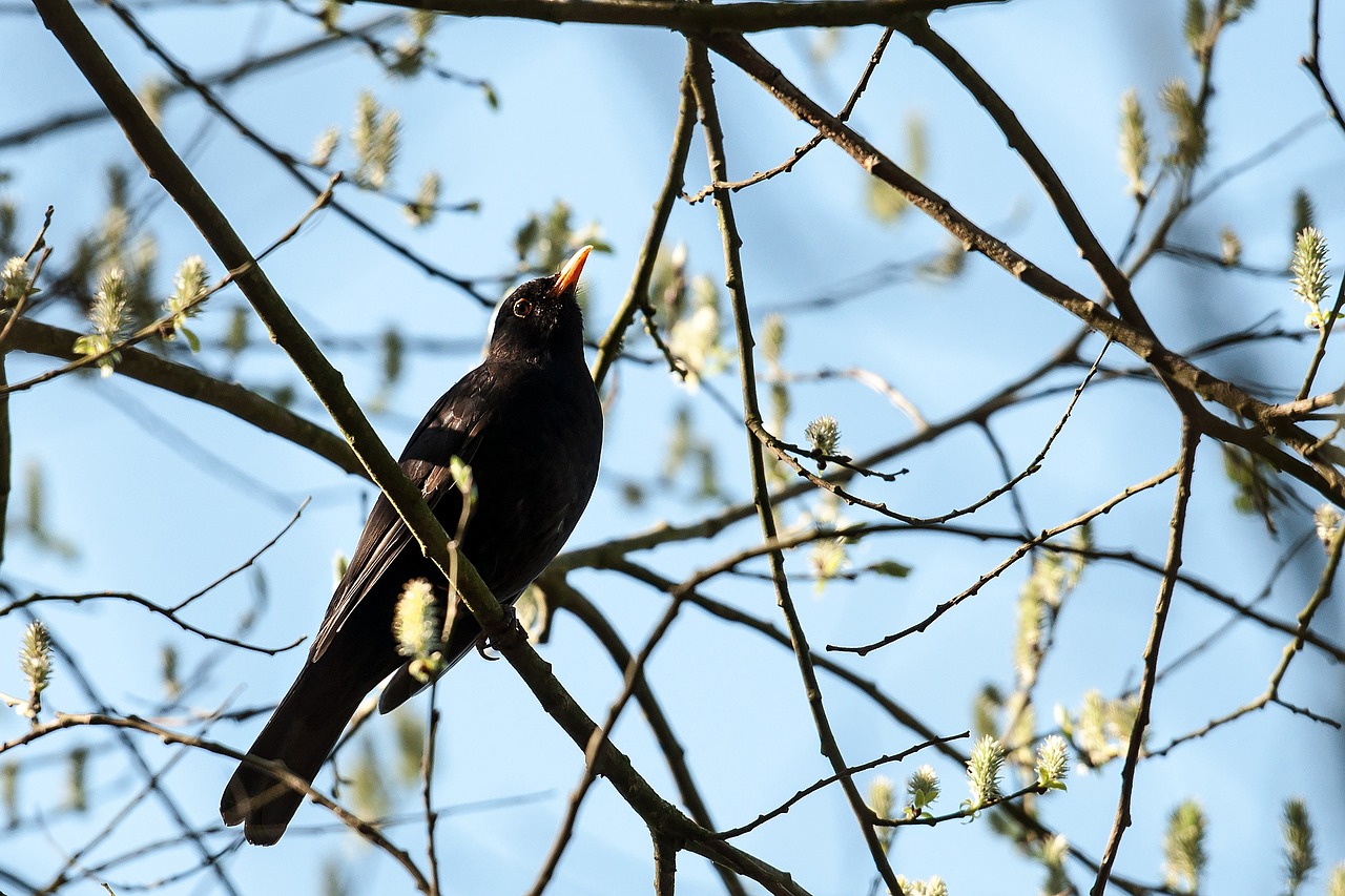 bird  nature  tree free photo