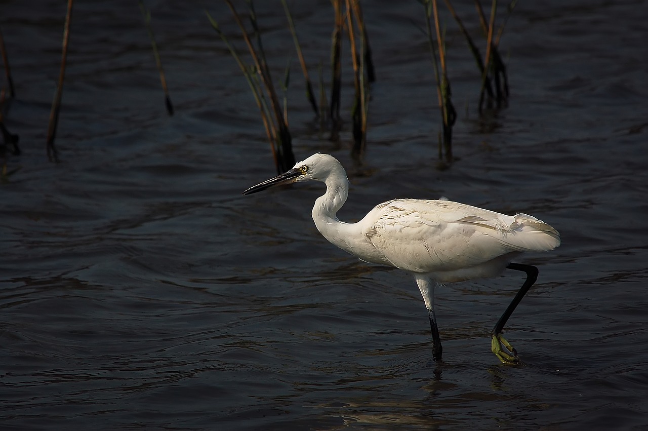 bird  waters  lake free photo