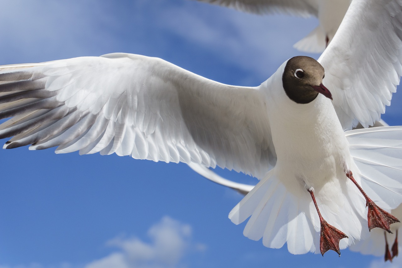 bird  feather  nature free photo