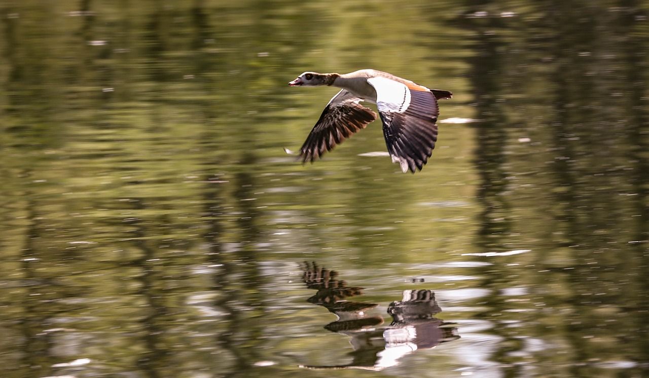 bird  waters  reflection free photo