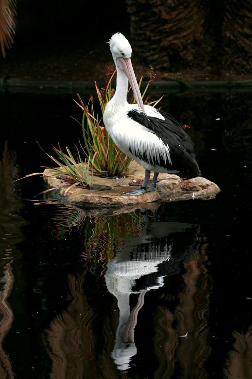 bird  wildlife  nature free photo