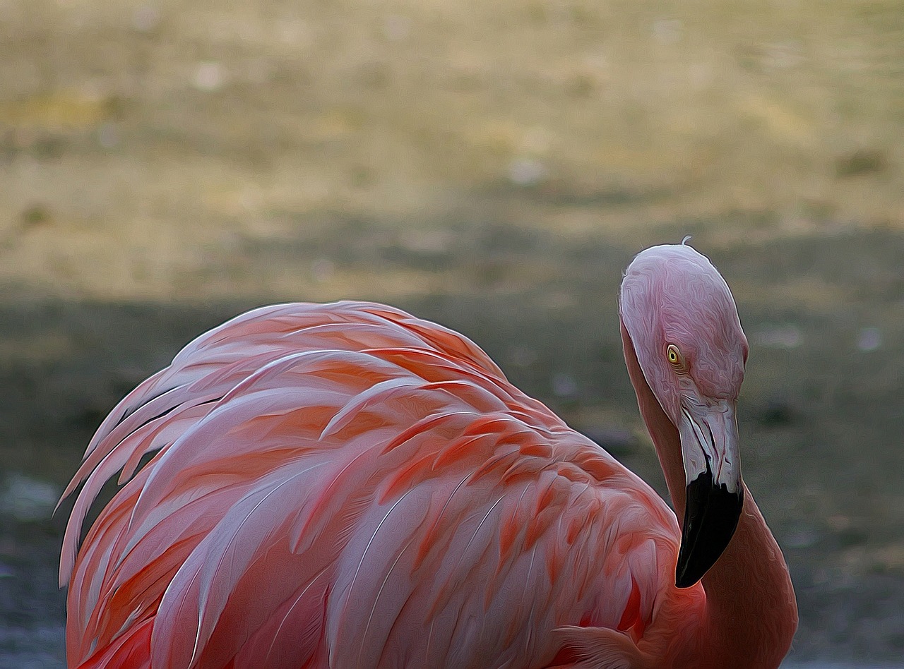 bird  flamingo  feather free photo