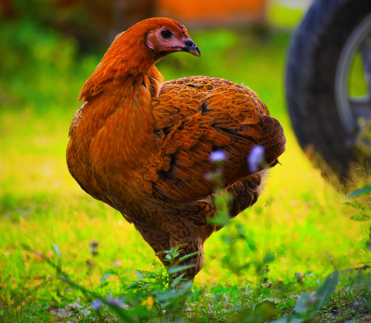 bird  poultry  nature free photo