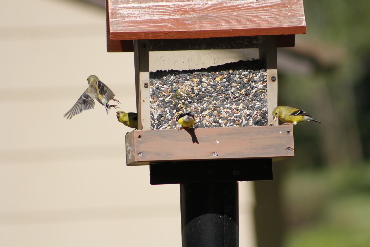 bird  bird feeder  gold finch free photo