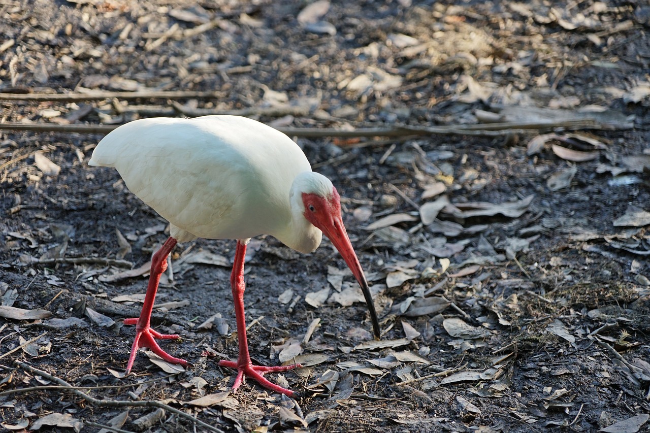 bird  nature  animal free photo