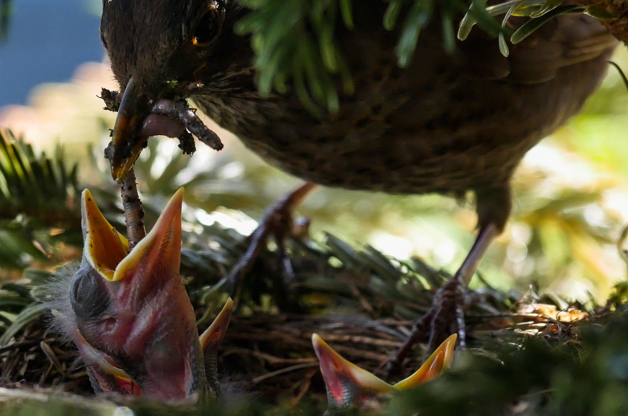 bird  nature  animal free photo