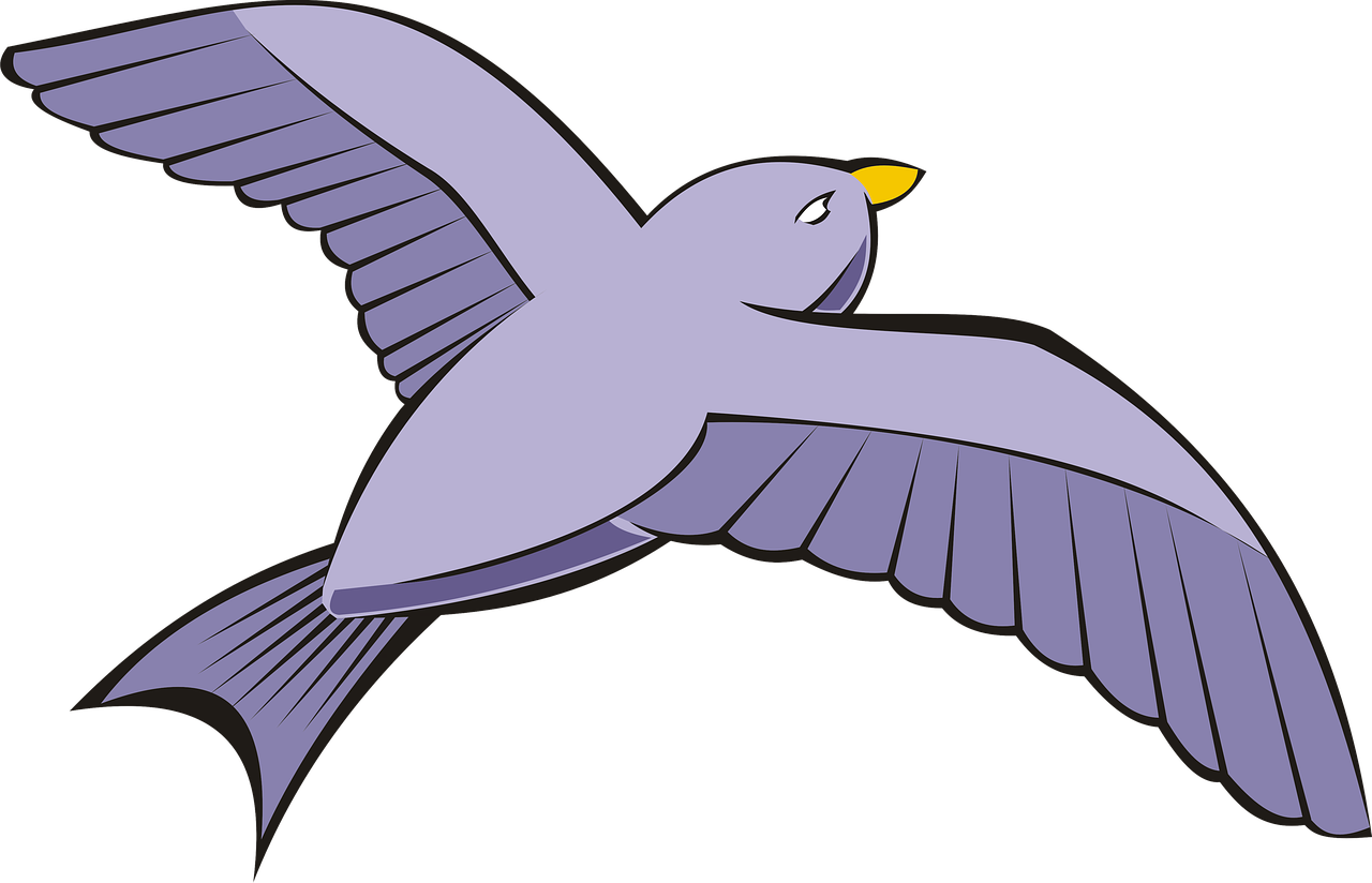 bird  pigeon  flight free photo