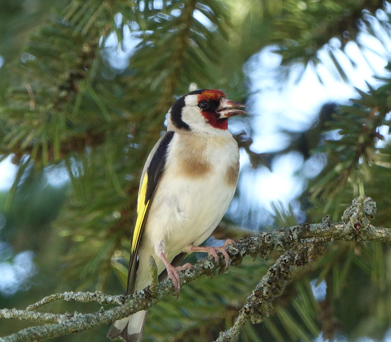 bird  tree  fauna free photo