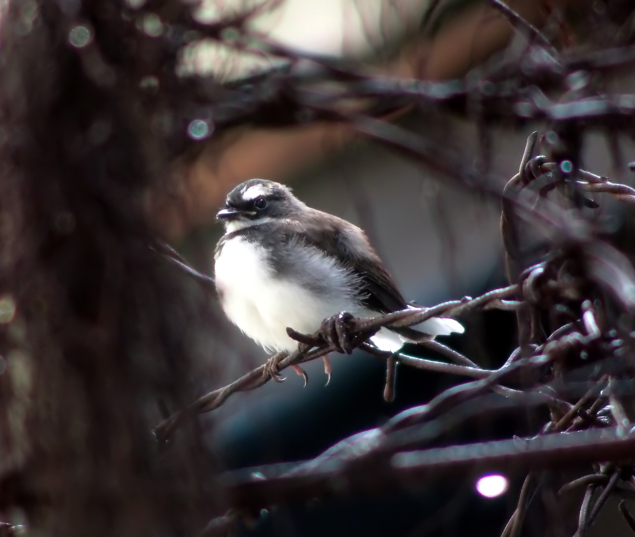 bird  wildlife  nature free photo