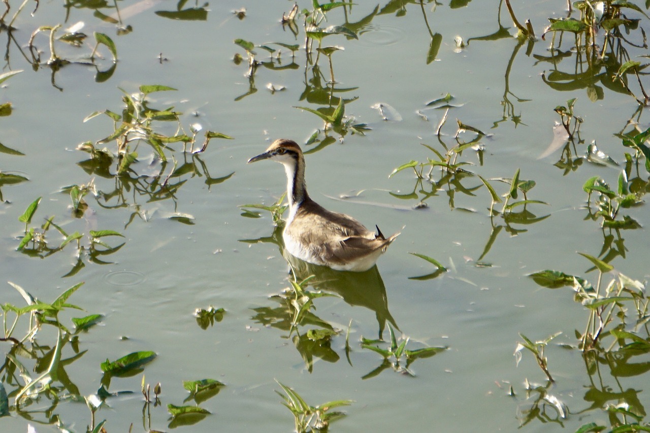 bird  pool  nature free photo