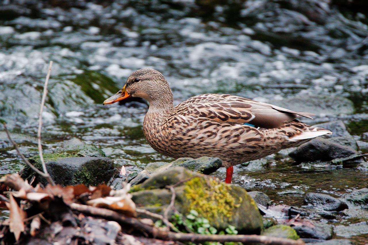 bird  nature  animal world free photo