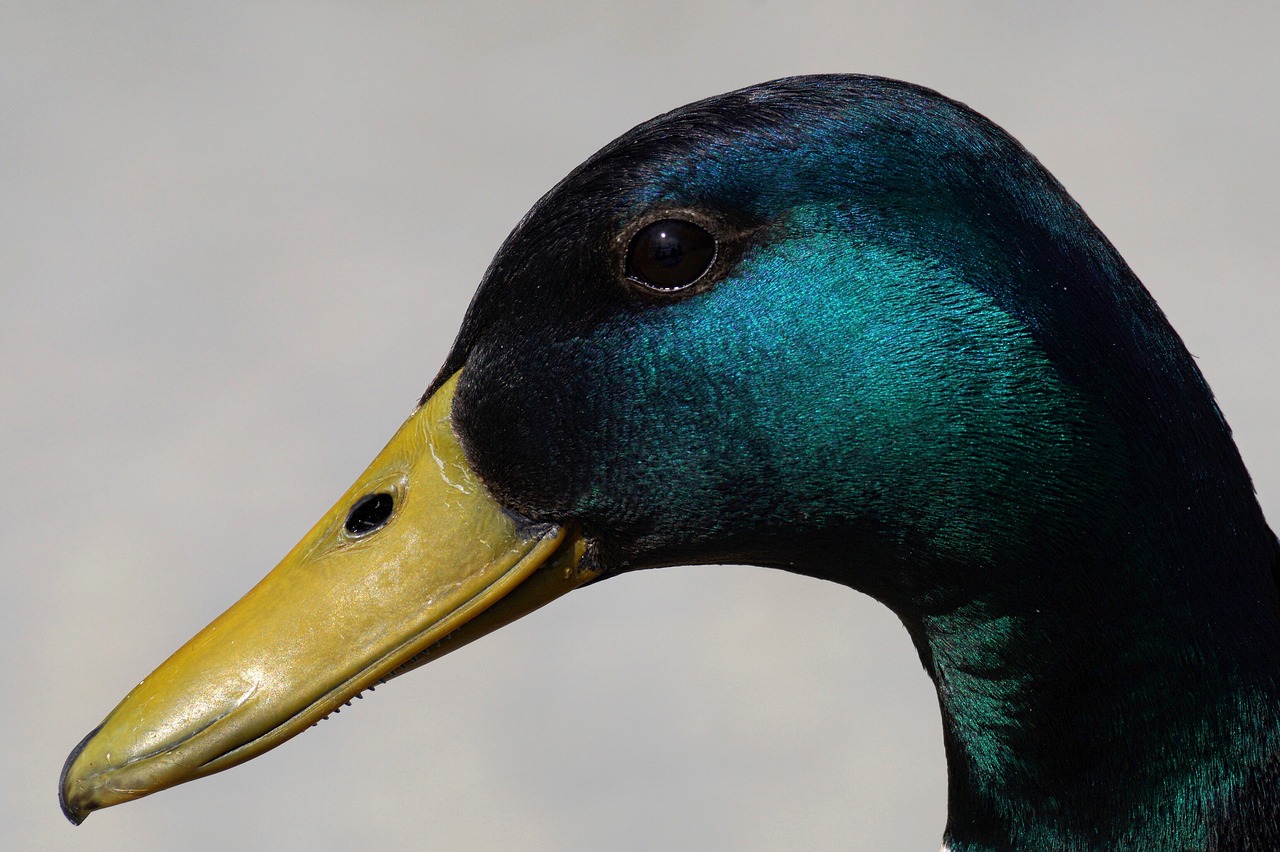 bird  duck  nature free photo