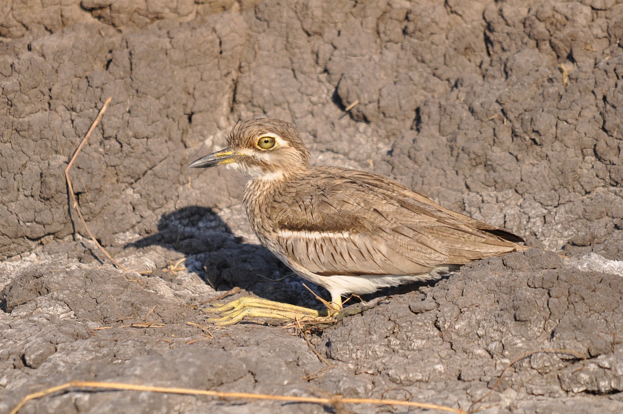 bird  nature  wildlife free photo