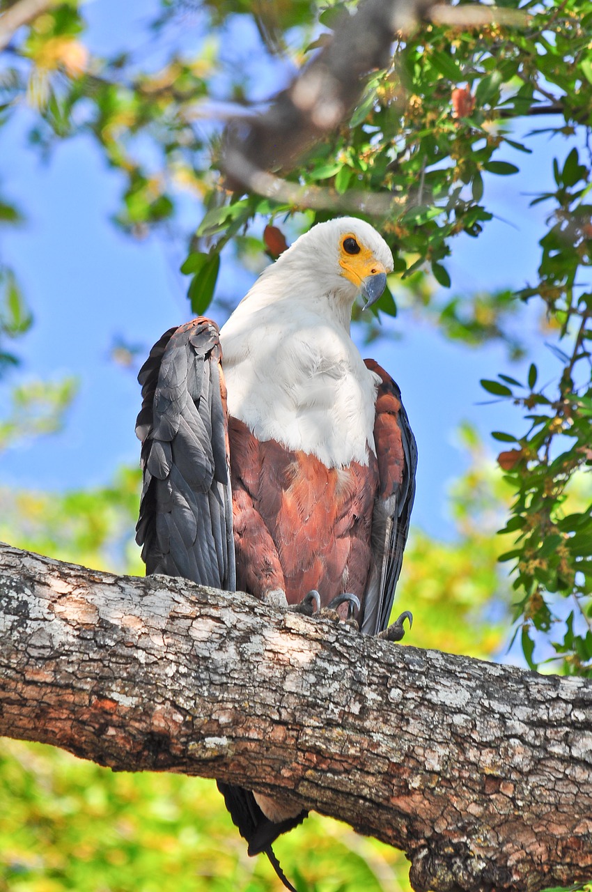 bird  nature  wildlife free photo