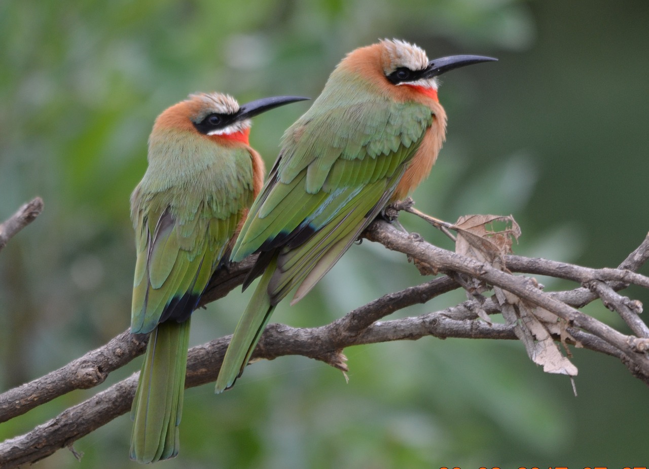 bird  wildlife  nature free photo