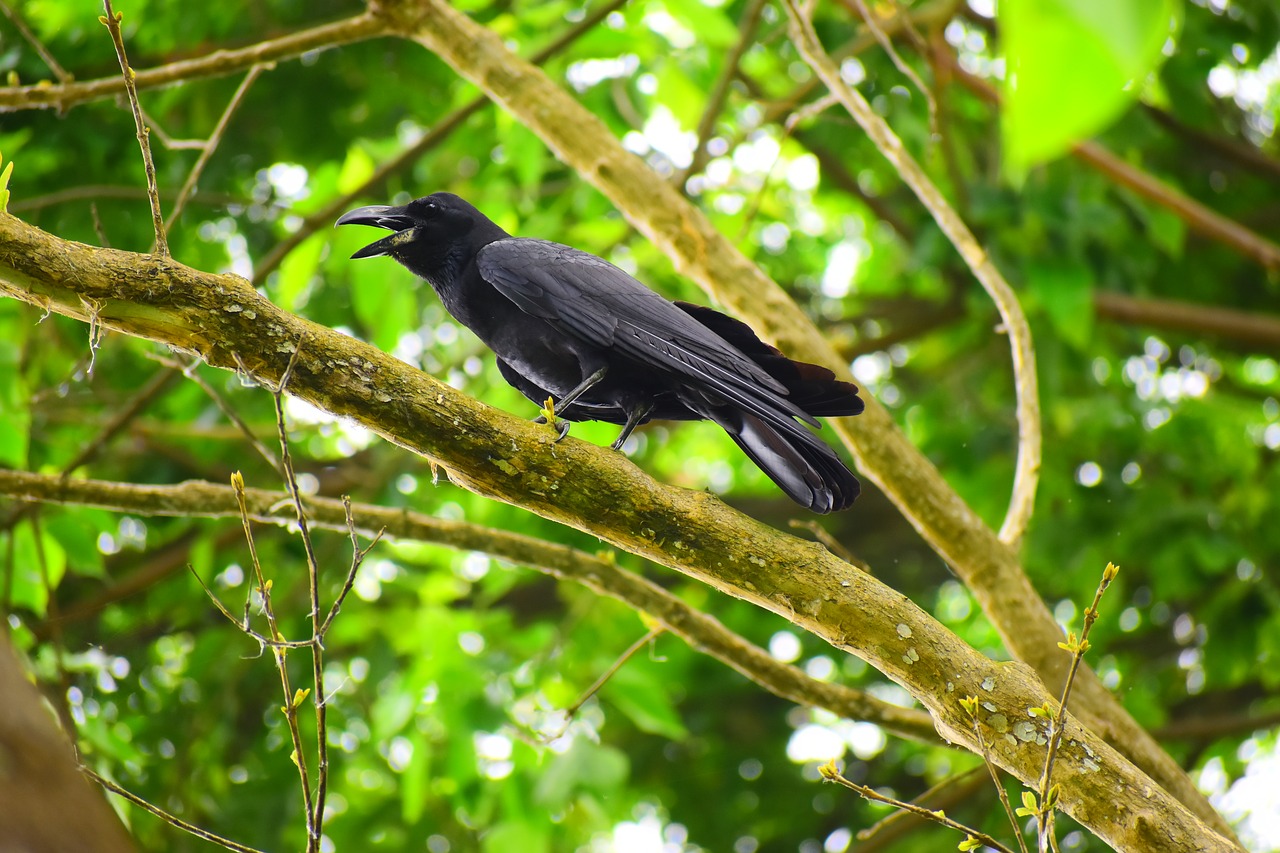 bird  nature  tree free photo