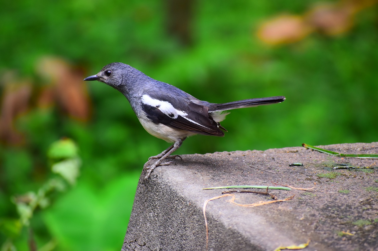 bird  nature  wildlife free photo