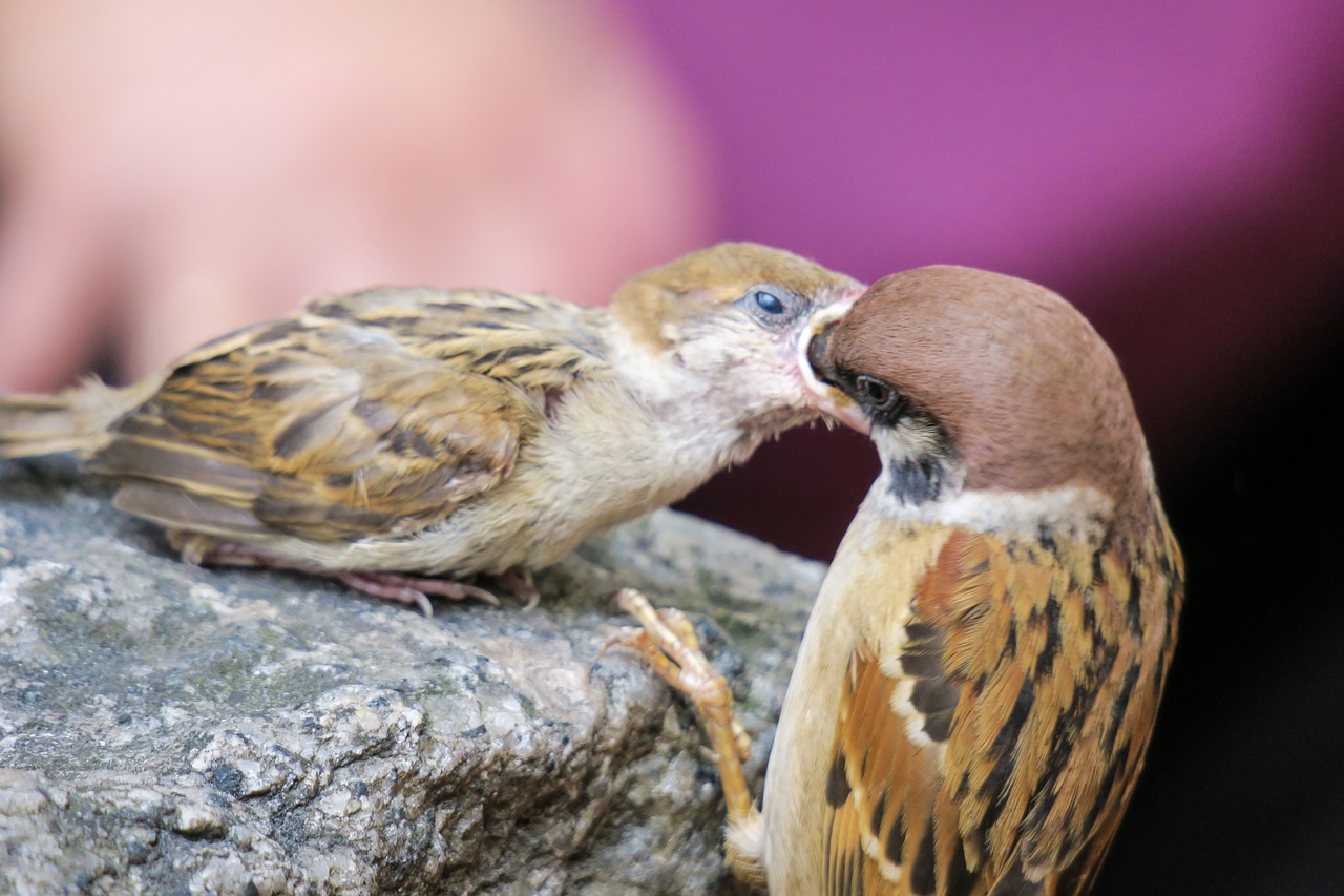 bird  nature  outdoor free photo