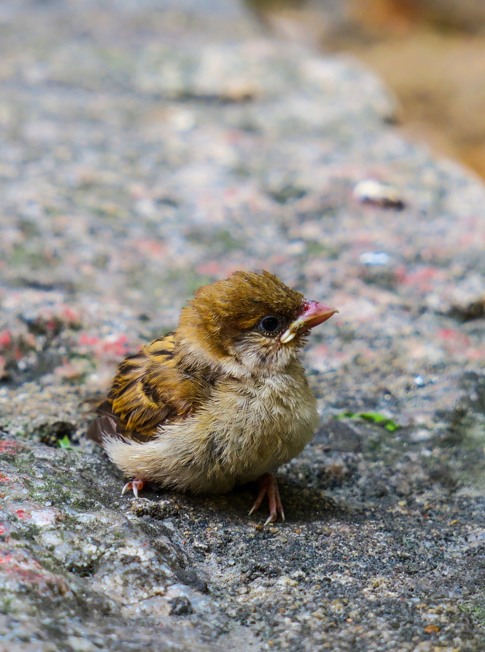 bird  nature  outdoor free photo