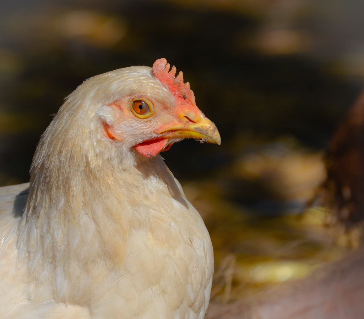 bird  poultry  nature free photo