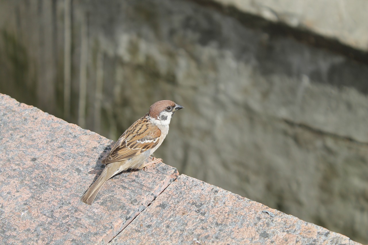 bird  sparrow free pictures free photo