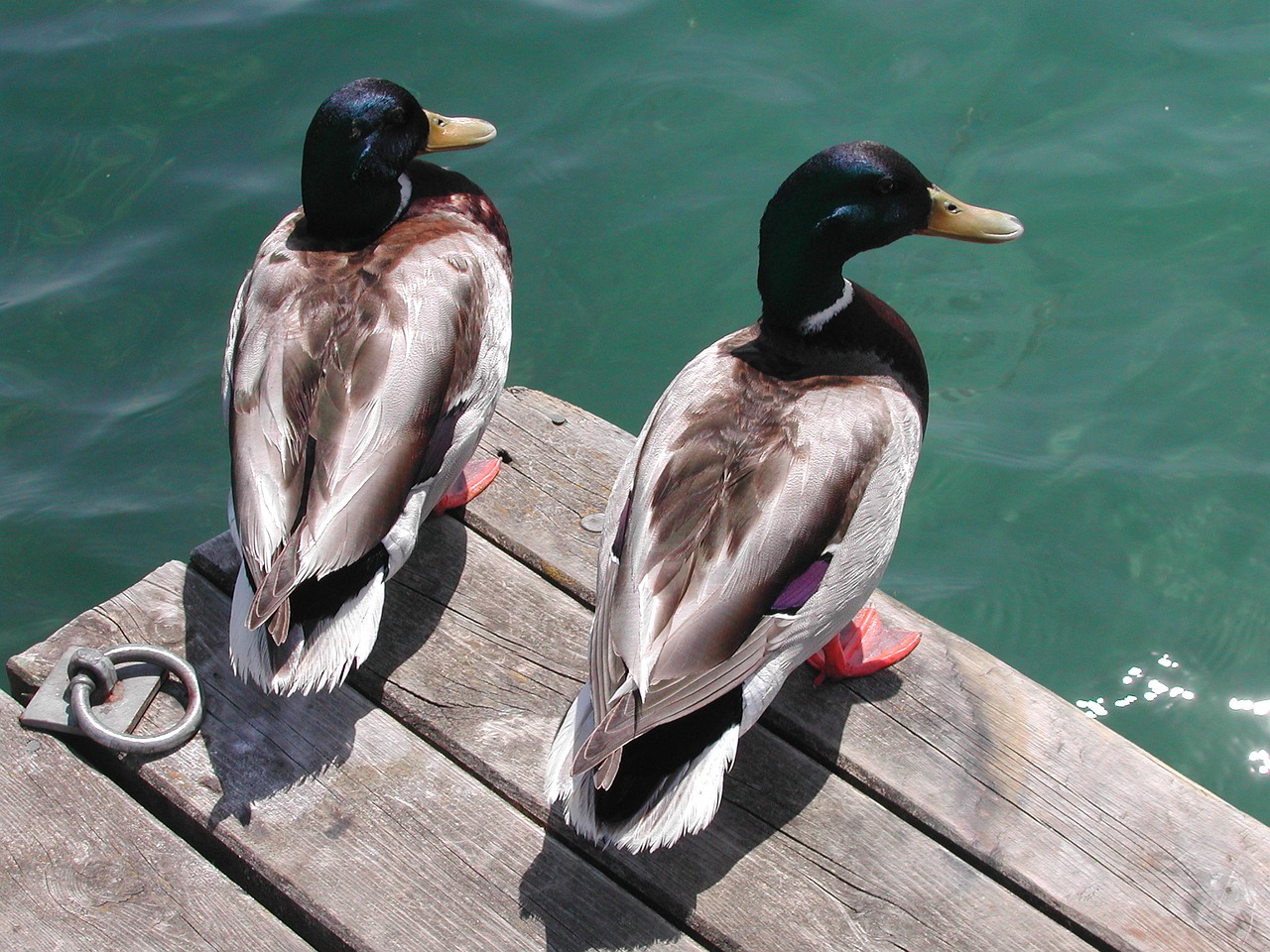 bird  waters  duck free photo