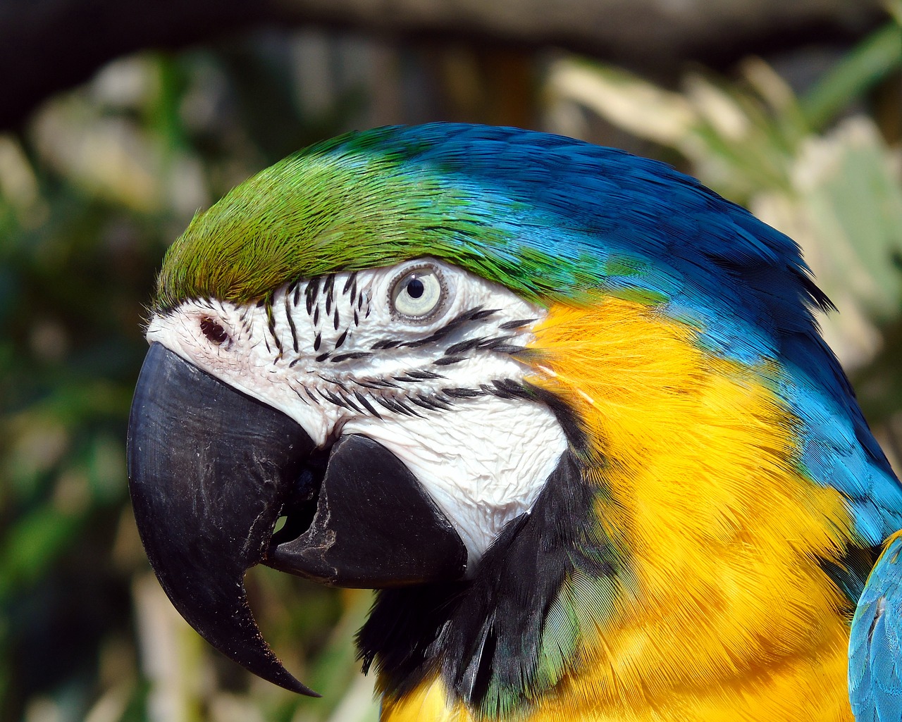 bird  parrot  beak free photo