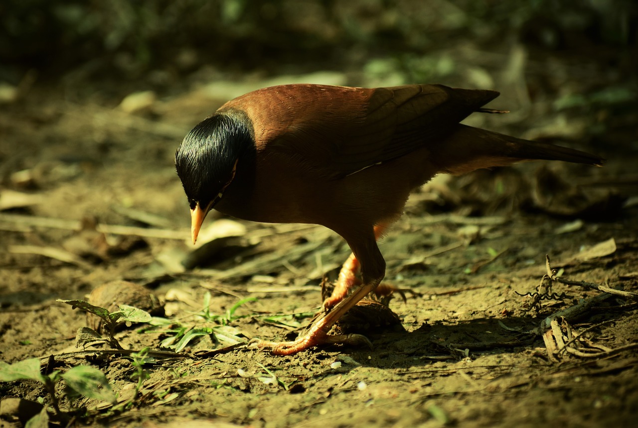 bird  wildlife  nature free photo