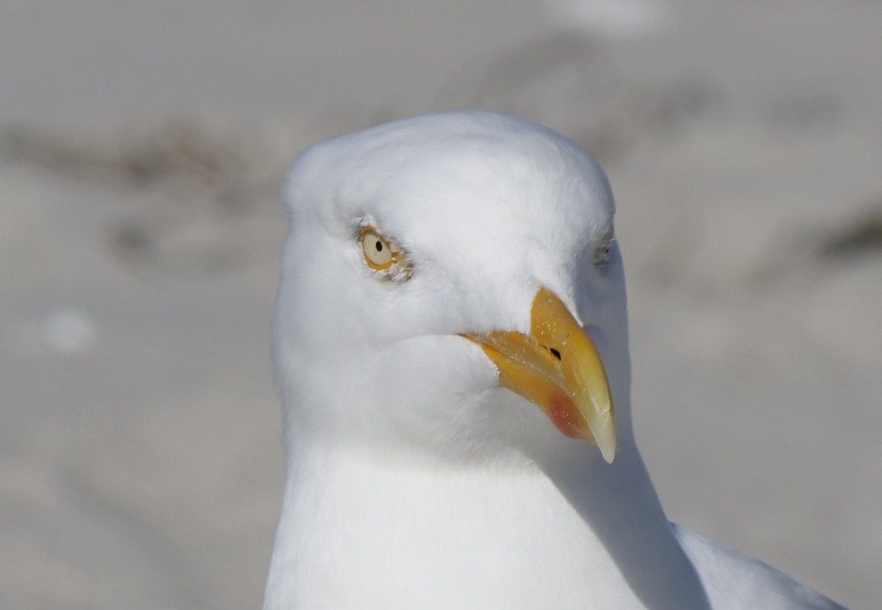 bird  nature  gull free photo