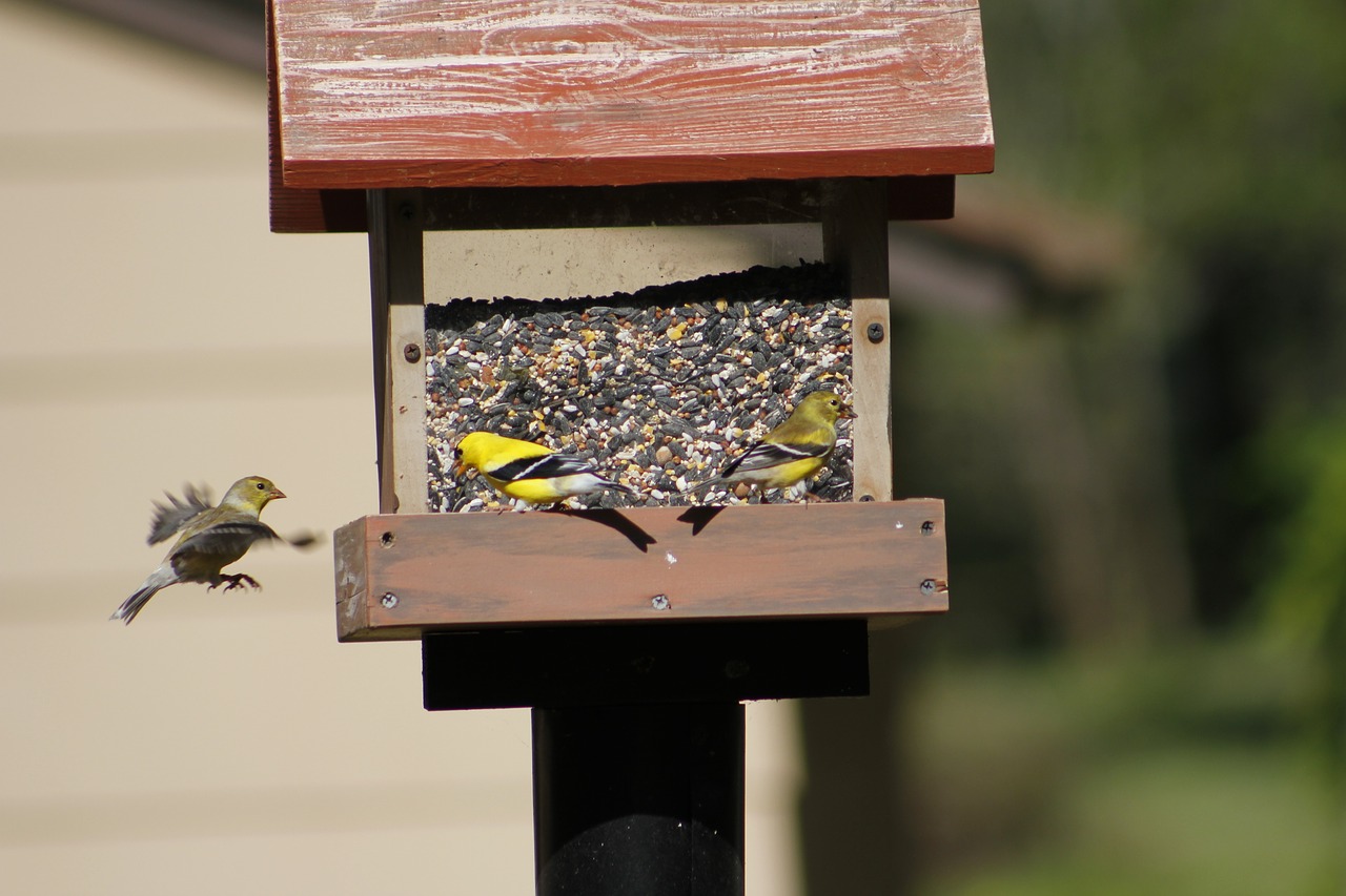 bird  bird feeder  golden finch free photo