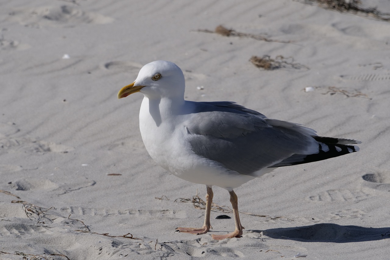 bird  gull  beach free photo