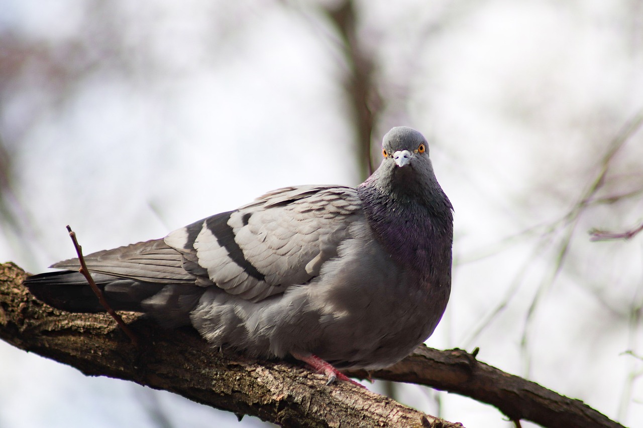 bird  nature  living nature free photo